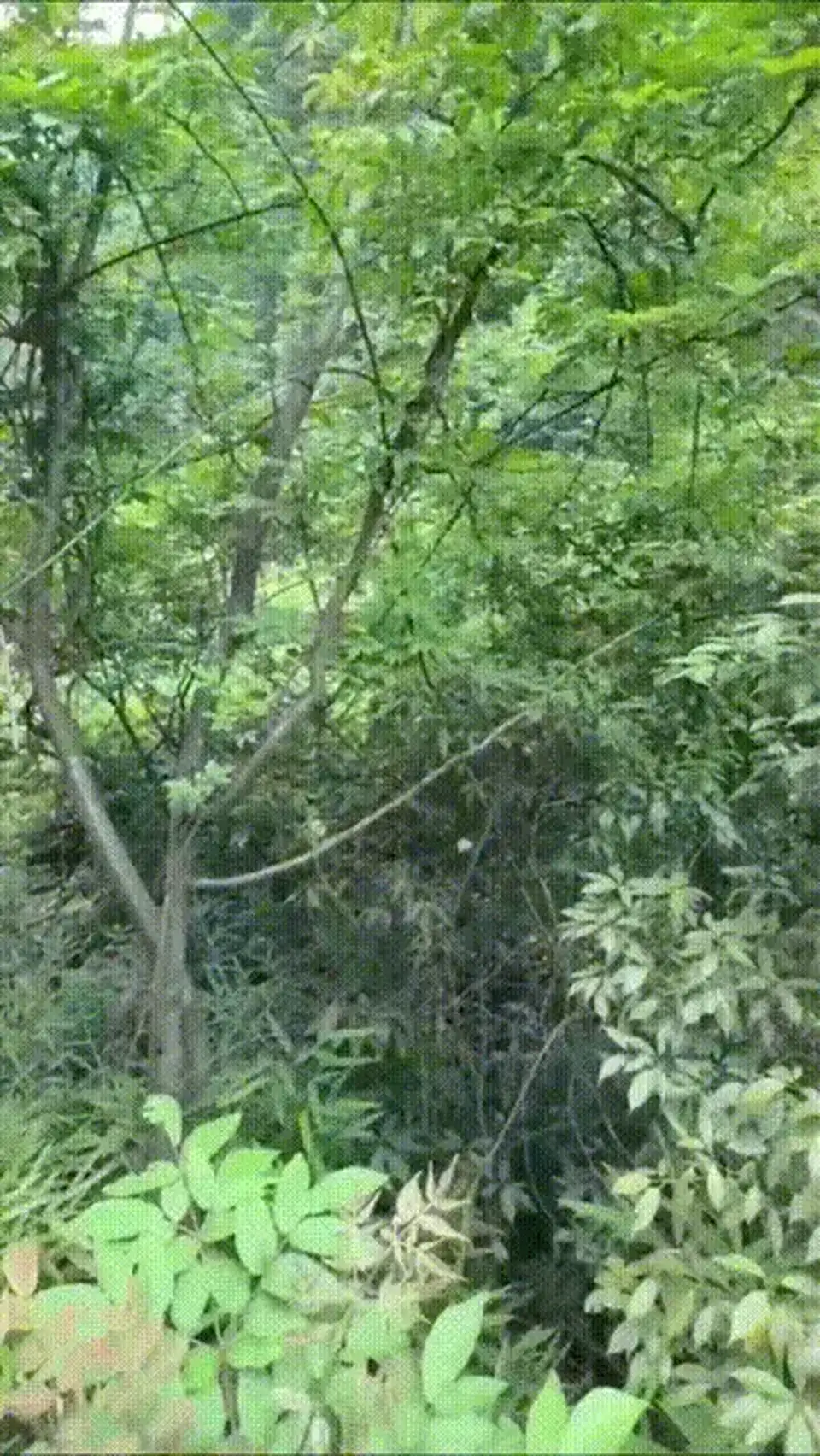 [乱伦] [转载搬运] 户外乱伦淫荡继母 周末带着继母去山里我掀起她的性感蕾_ [2+1642 MB][磁力链接]